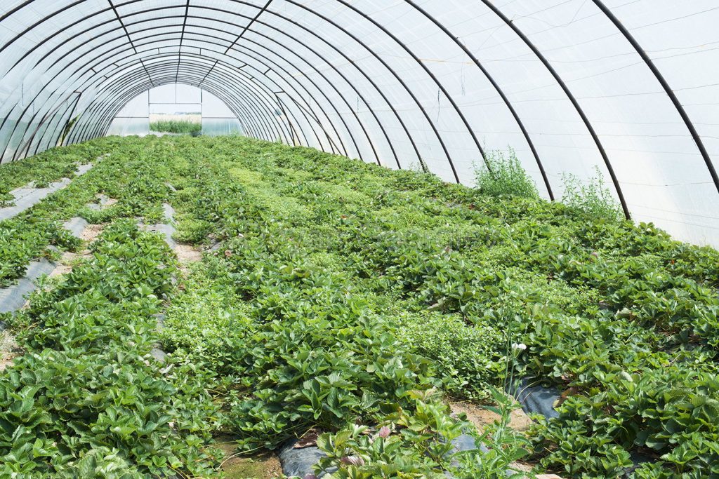 Greenhouses plantations