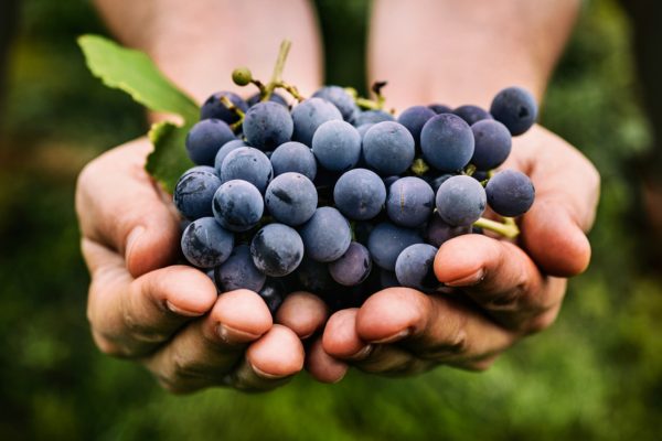 Uva Fragola - Frutta fresca a casa tua solo con MYRUITBOX